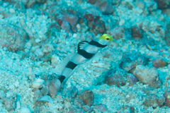 Stonogobiops xanthorhinicus