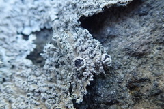 Heterodermia tremulans