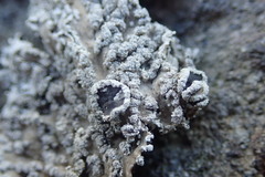 Heterodermia tremulans