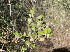Ceanothus cuneatus ramulosus