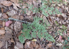Adiantum andicola