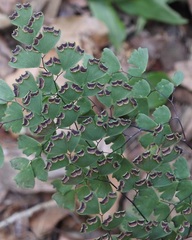 Adiantum andicola