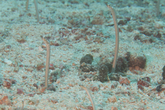Gorgasia maculata