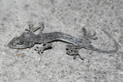 Tarentola mauritanica