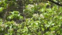 Viburnum elatum