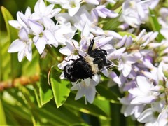 Helophilus cingulatus