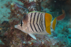 Chaetodon mertensii