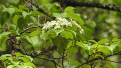 Viburnum elatum
