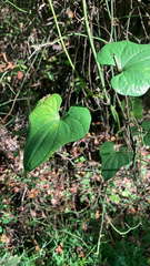 Dioscorea communis