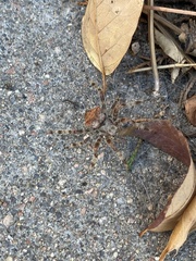 Araneus gemmoides