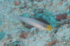 Valenciennea strigata