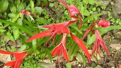 Sprekelia formosissima