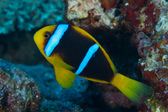 Amphiprion chrysopterus