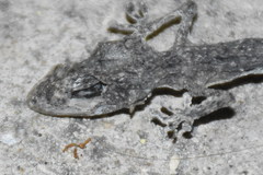 Tarentola mauritanica