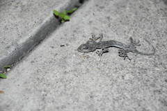 Tarentola mauritanica