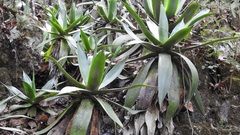 Agave warelliana