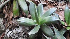 Agave warelliana
