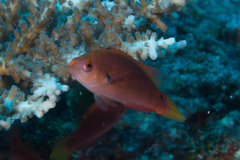 Cirrhilabrus punctatus