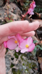 Begonia tapatia