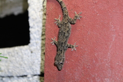 Hemidactylus mercatorius