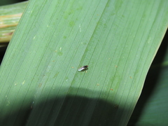 Elachiptera megaspis