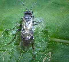 Sciapteryx consobrina