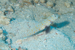 Amblyeleotris guttata