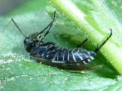 Sciapteryx consobrina