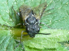 Sciapteryx consobrina