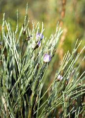 Psoralea pullata