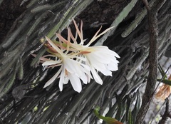Disocactus crenatus