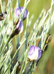 Psoralea pullata