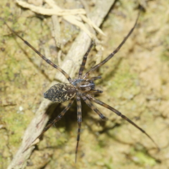 Nanocambridgea gracilipes