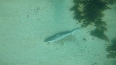 Carcharhinus obscurus