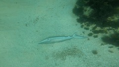 Carcharhinus obscurus