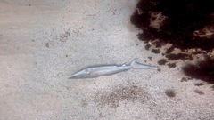 Carcharhinus obscurus