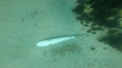 Carcharhinus obscurus