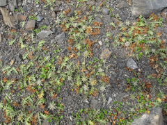 Eryngium vesiculosum