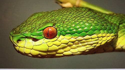 White-lipped Pit Viper, photo 8 of 8