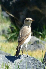 Oenanthe isabellina