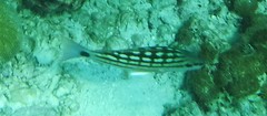 Lutjanus decussatus