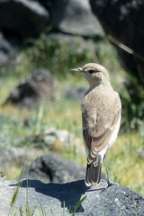 Oenanthe isabellina