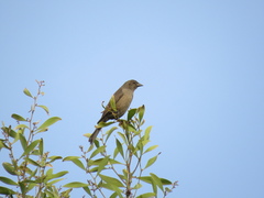 Molothrus bonariensis