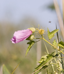 Hibiscus striatus