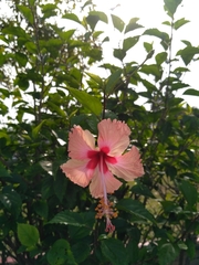 Hibiscus