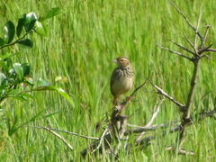 Mirafra erythrocephala