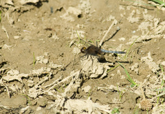 Erythrodiplax paraguayensis