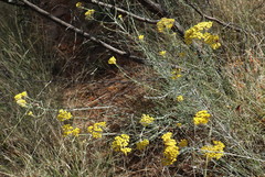 Ozothamnus diotophyllus