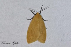 Pareuchaetes aurata