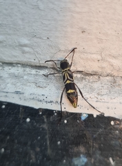 Neoclytus pusillus